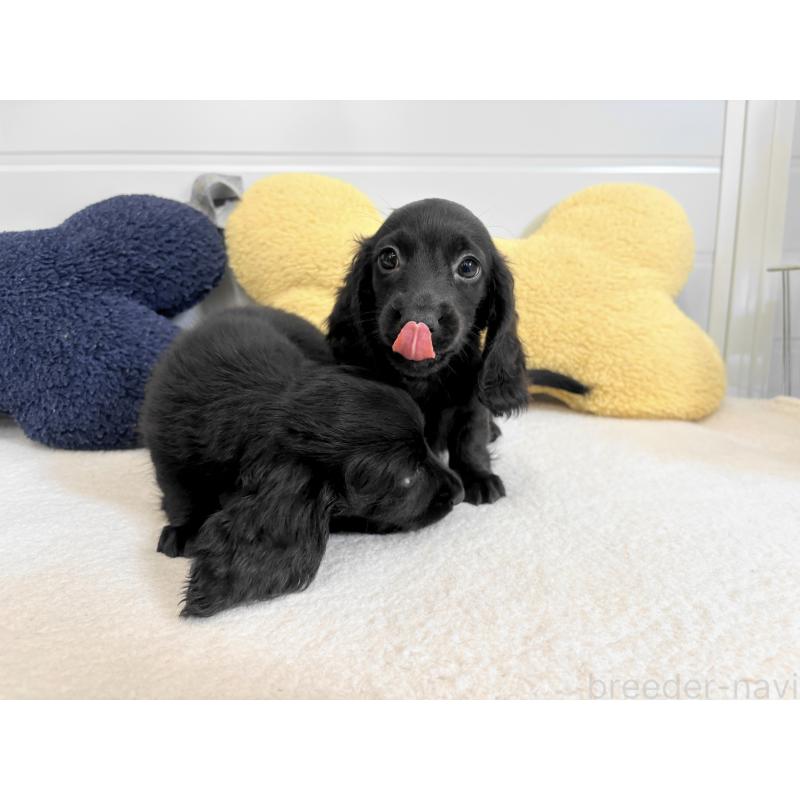 販売中の千葉県のカニンヘンダックスフンド(ロングヘアード)-414700の13枚目